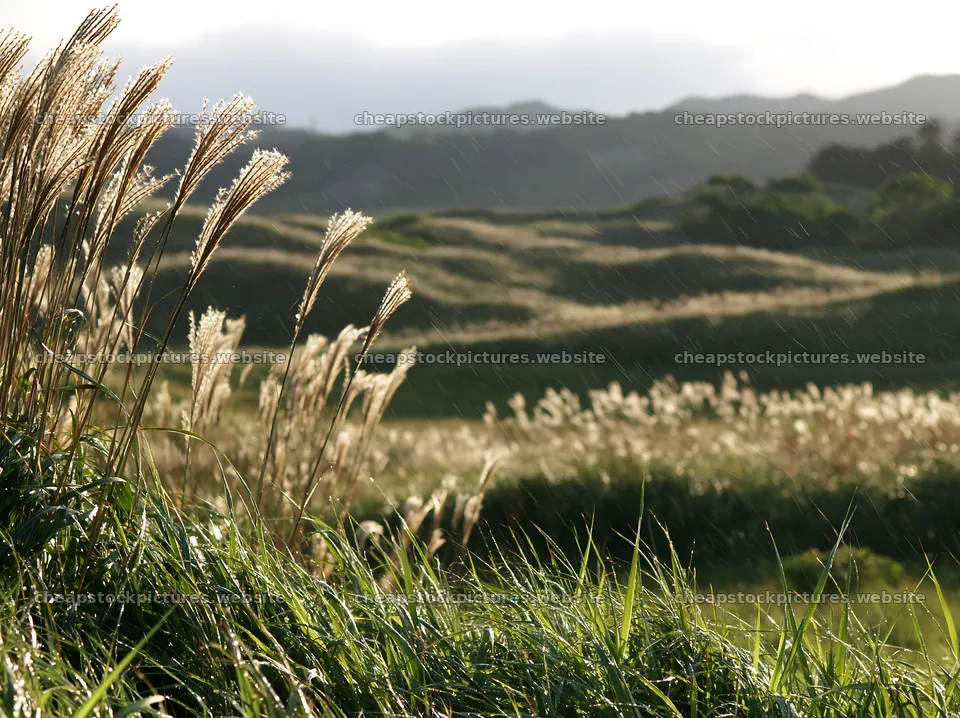 Tottori windy meadow with dune grasses showing plants – stock pictures 9174x6866