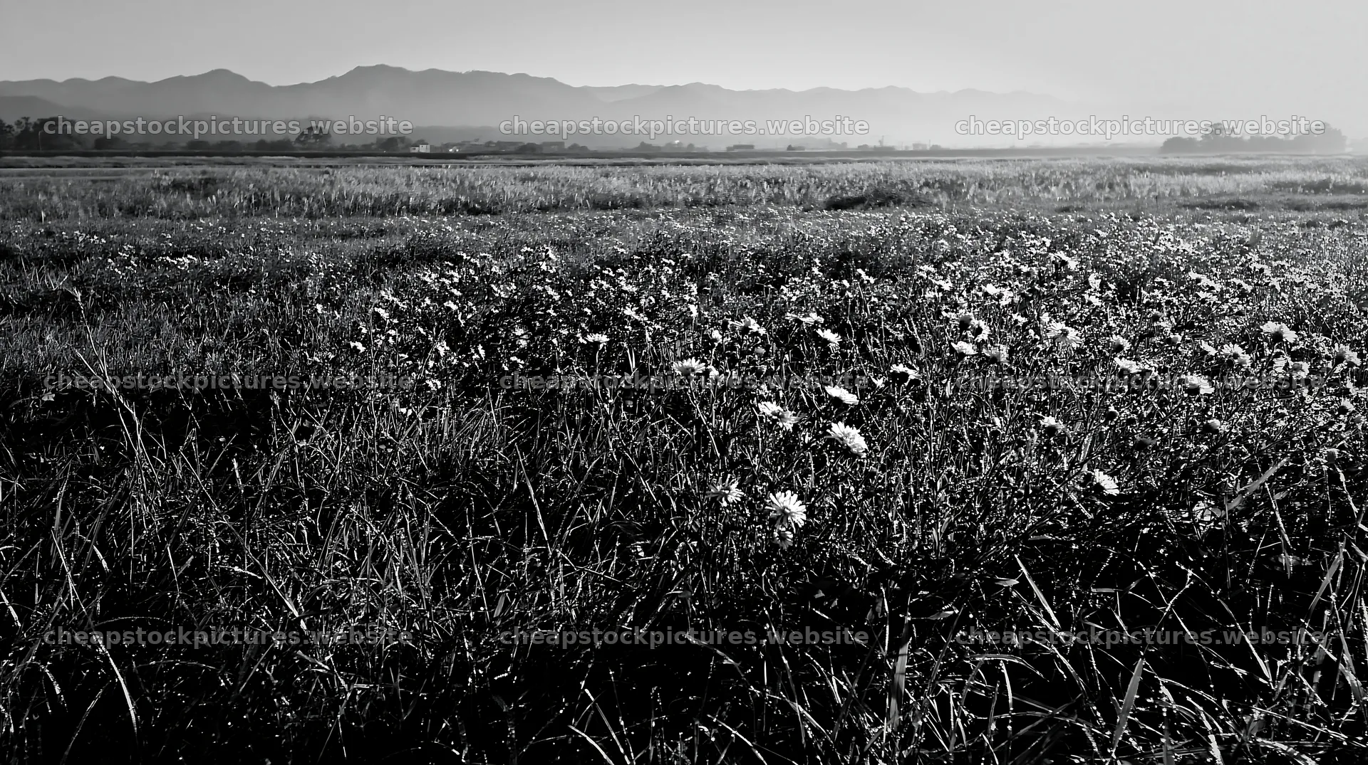 Niigata floodplain restoration meadow dew foreground in morning – stock pictures 10608x5938