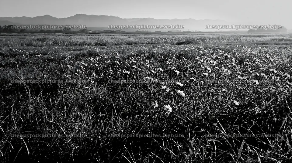 Niigata floodplain restoration meadow dew foreground in morning – stock pictures 10608x5938