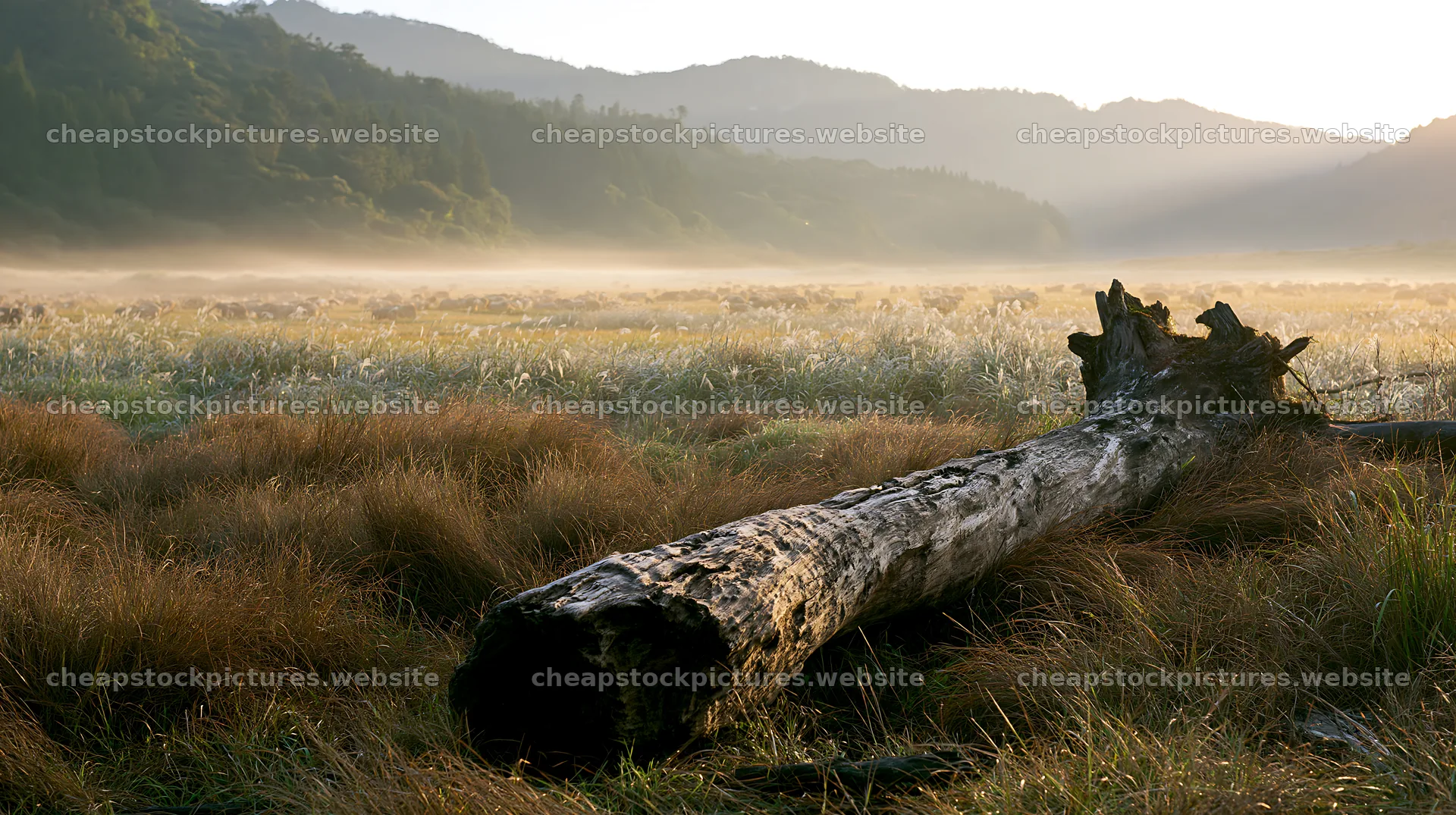 Wakayama autumn meadow with weathered wood in the foreground – stock pictures 10608x5938