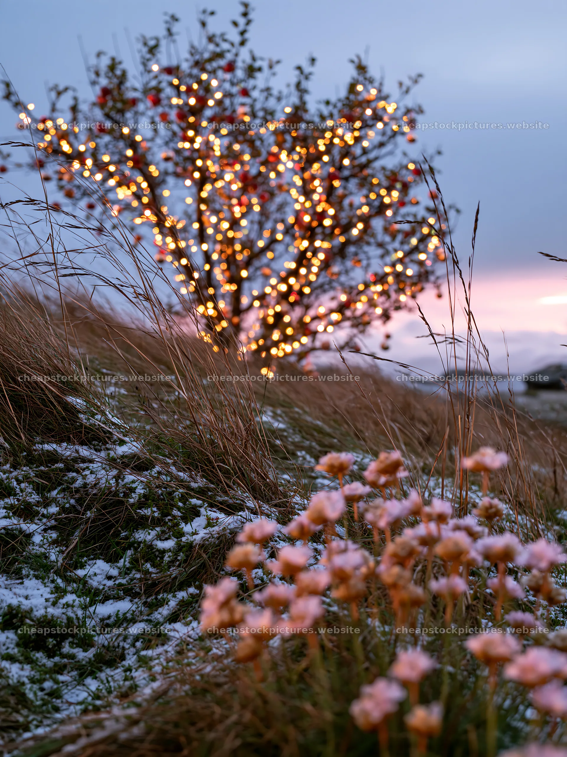 Christmas apple tree with lights in meadow at sunset – stock pictures 6866x9174