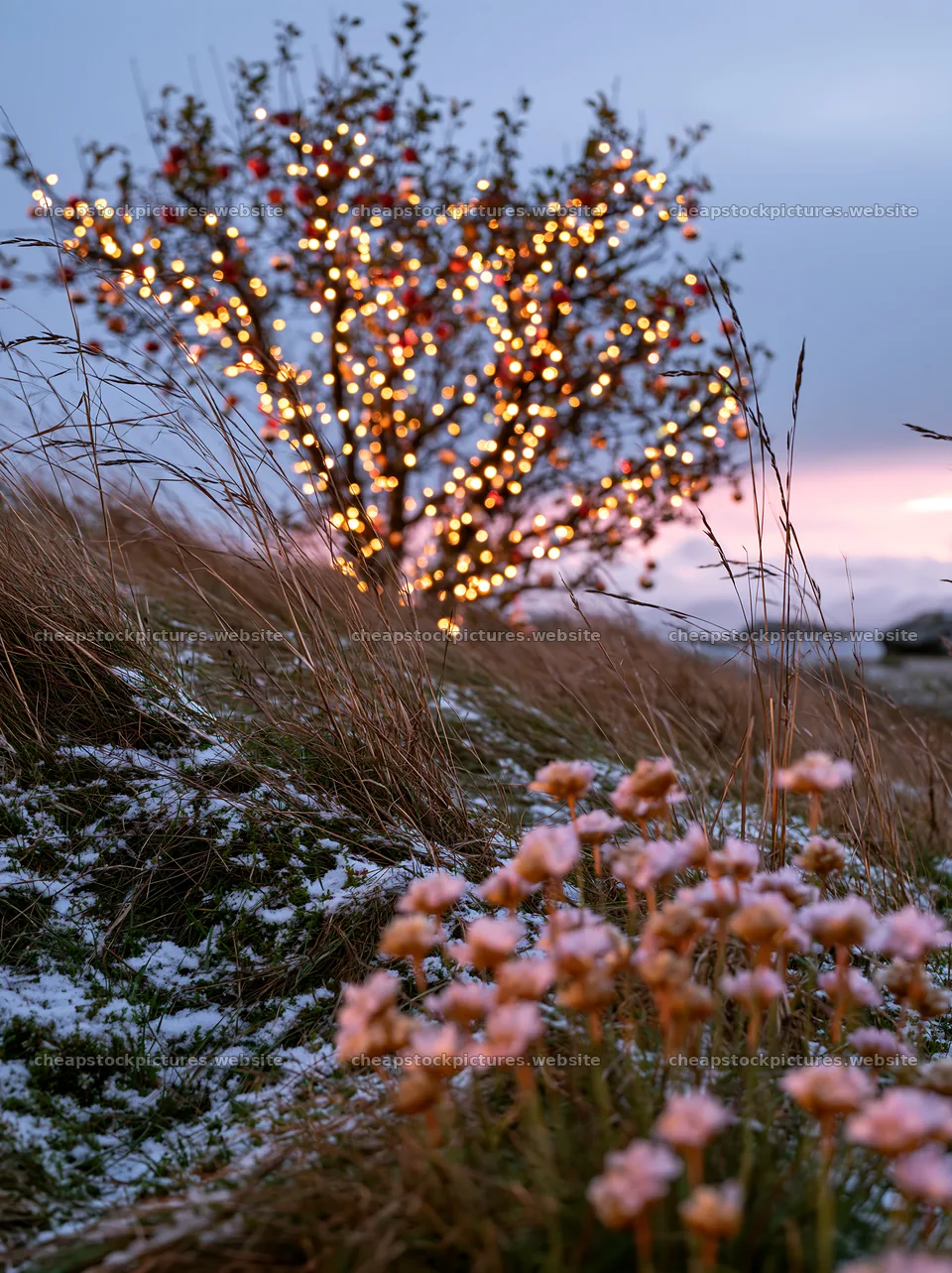 Christmas apple tree with lights in meadow at sunset – stock pictures 6866x9174