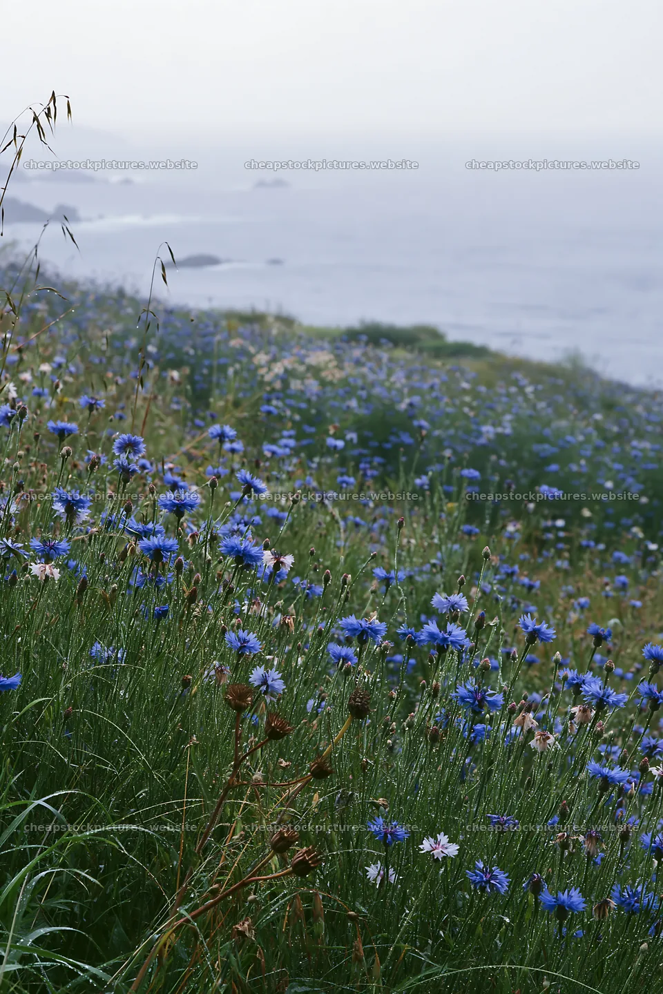 Italian meadow along rocky coast with wildflowers – stock pictures 6480x9722