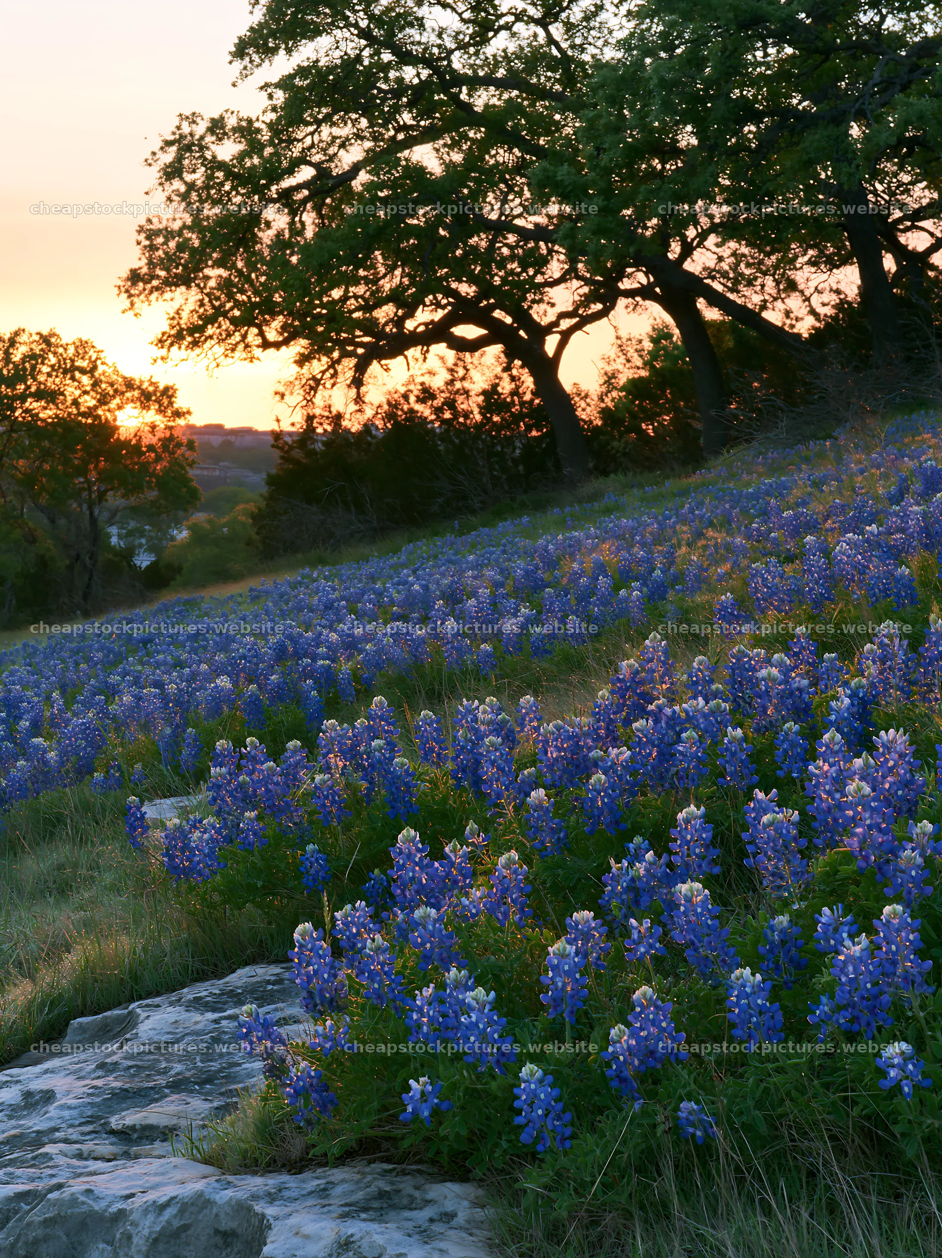 Bluebonnet meadow at sunrise with trees in background – stock pictures 6866x9174