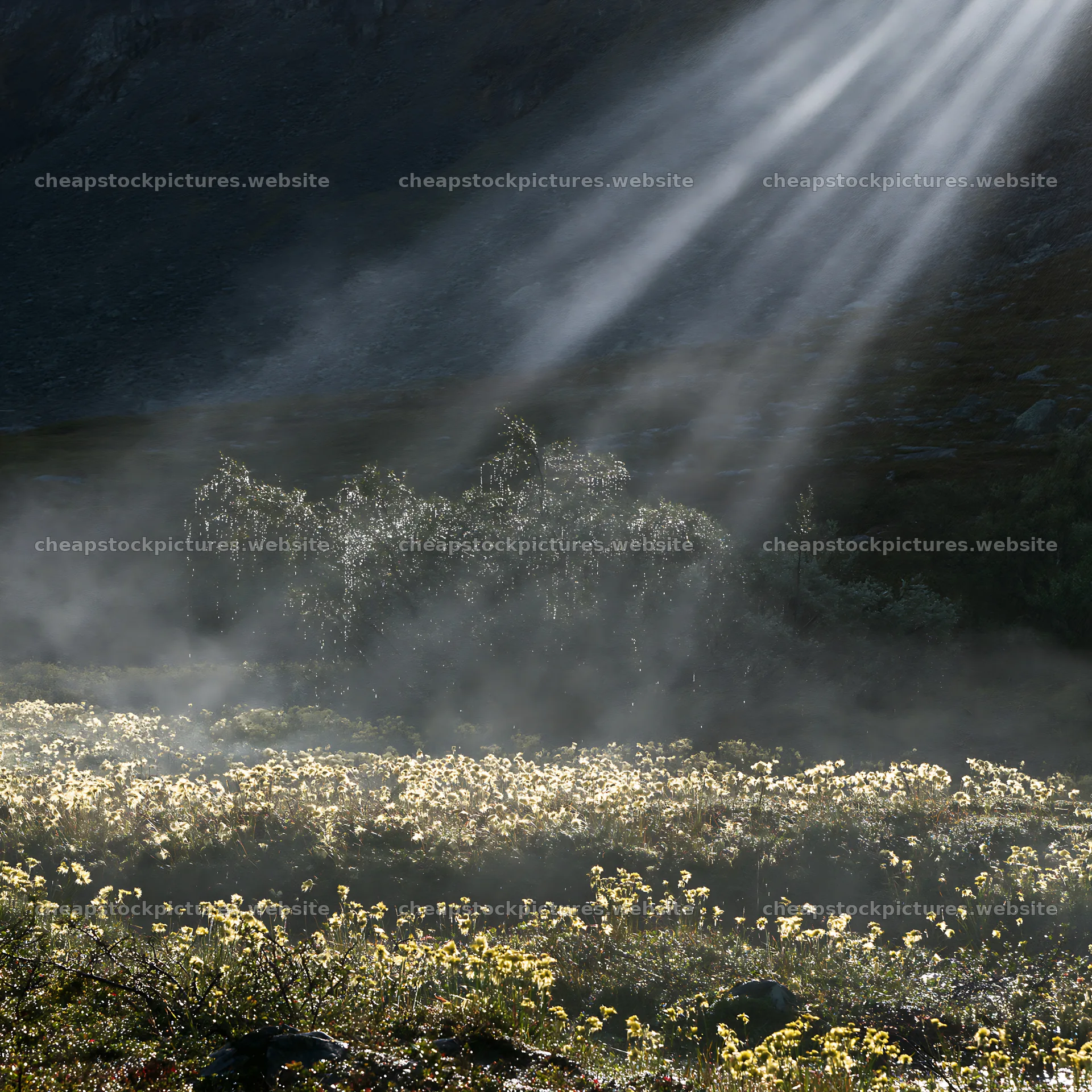 Jotunheimen valley meadow sunbeams illuminate flowers – stock pictures 7938x7938