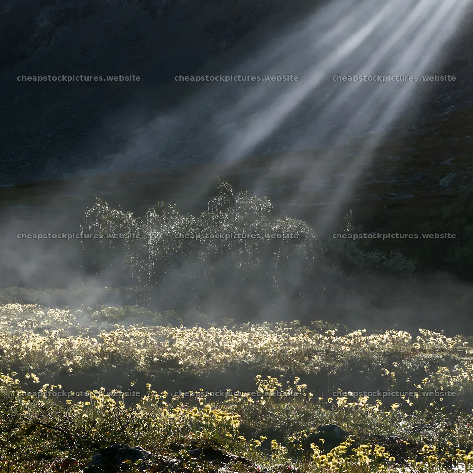 Jotunheimen valley meadow sunbeams illuminate flowers – stock pictures 7938x7938