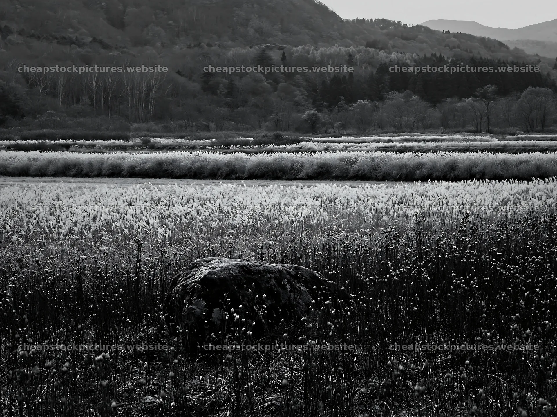 Aomori climate resilient meadow with boulder – stock pictures 9174x6866