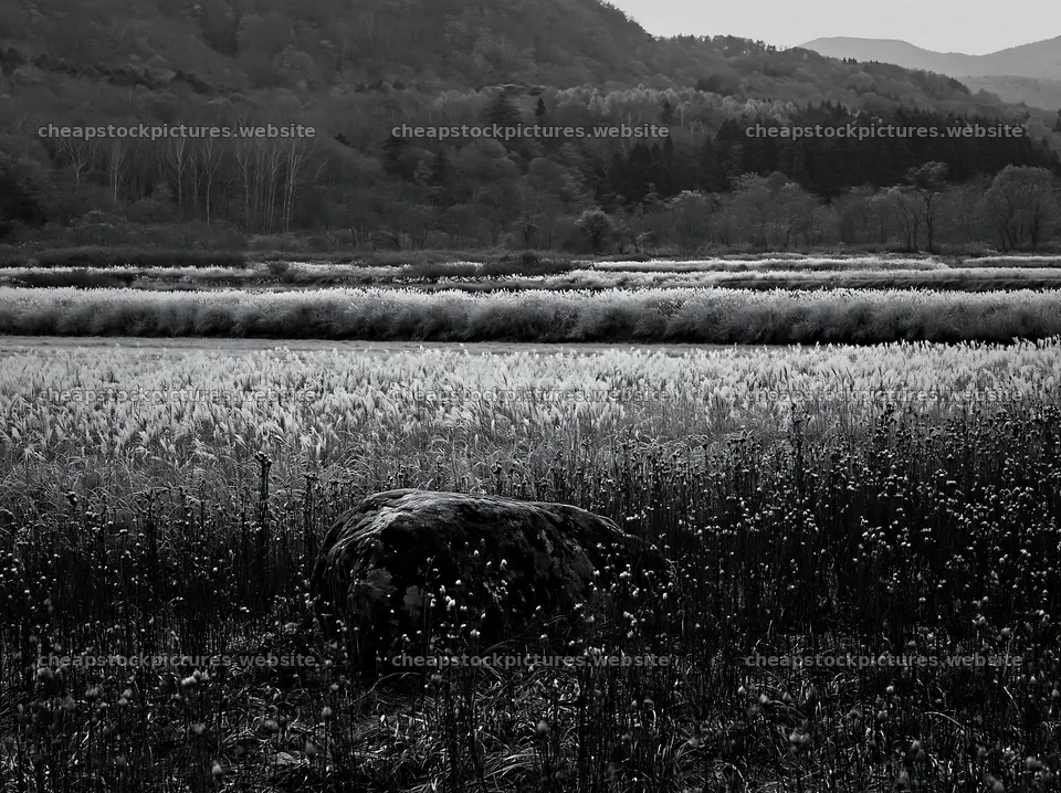 Aomori climate resilient meadow with boulder – stock pictures 9174x6866