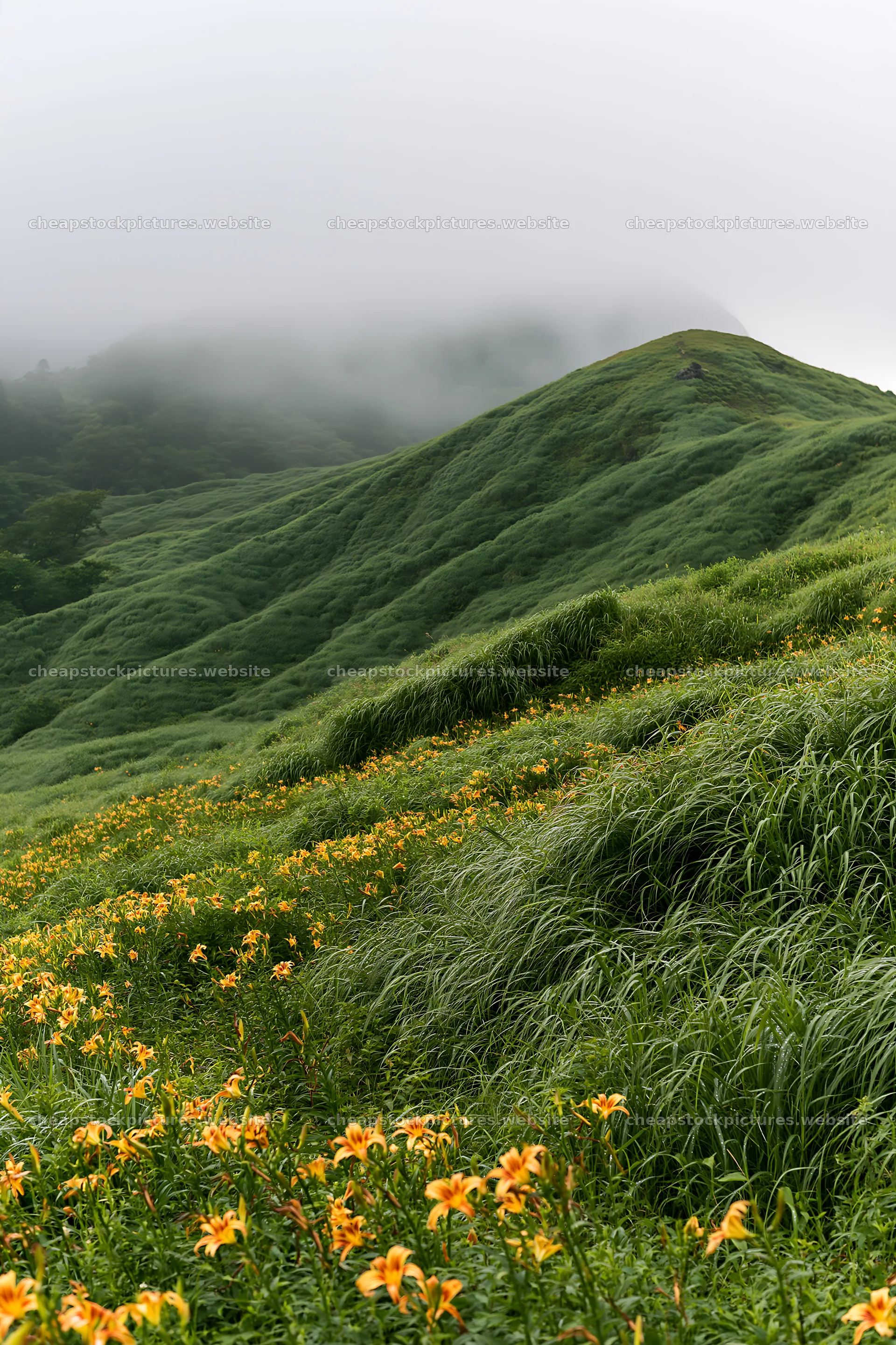 Regenerative meadow with flowers and misty hills – stock pictures 6480x9722