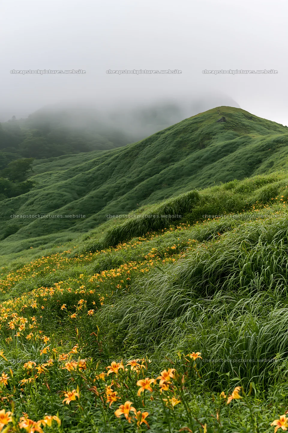 Regenerative meadow with flowers and misty hills – stock pictures 6480x9722