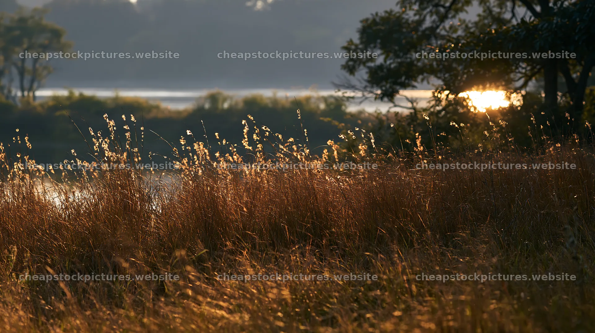 Lakeshore apple meadow at sunset with grass and water – stock pictures 10608x5938