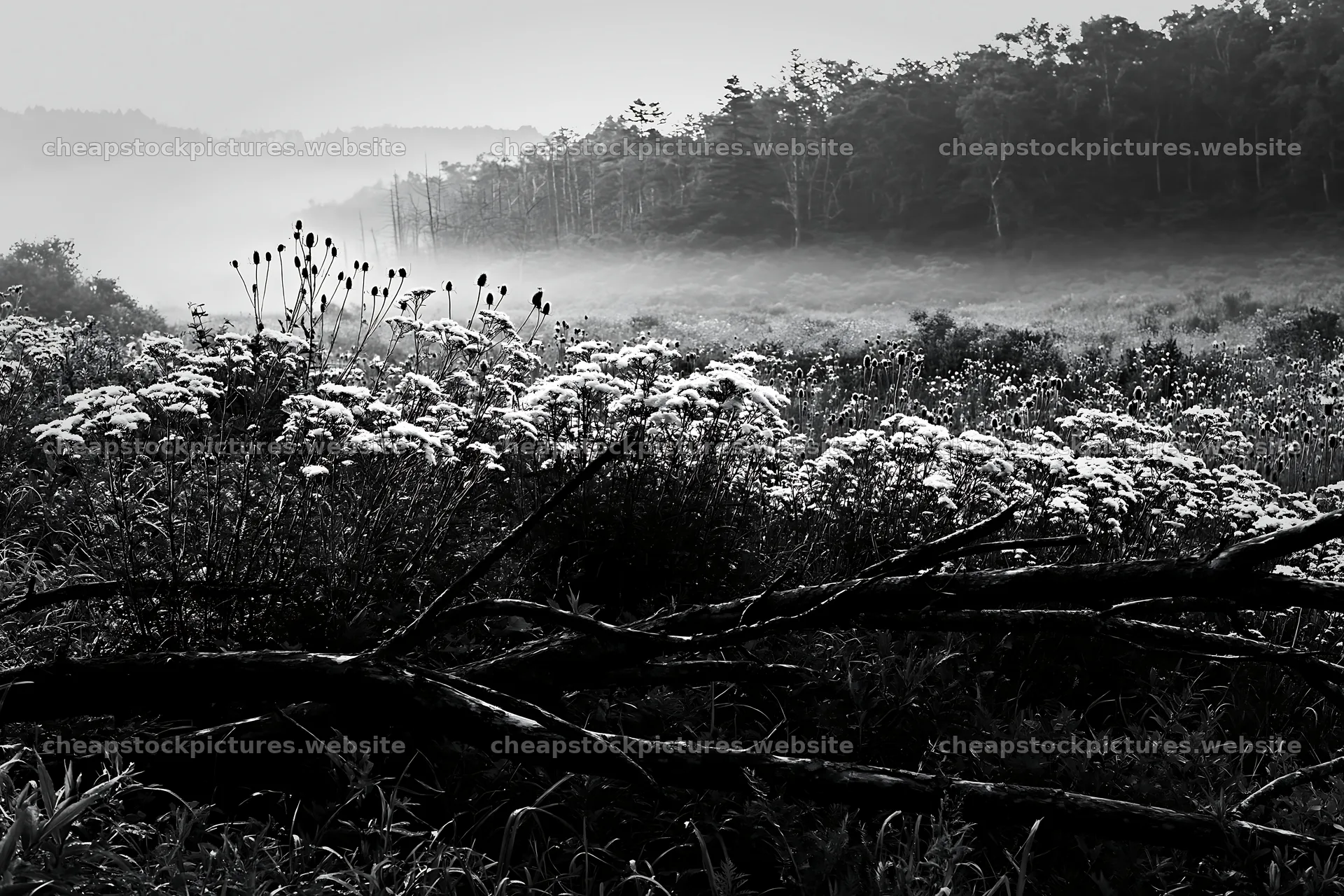 Yamagata rewilded meadow fallen branch in foreground – stock pictures 9722x6480