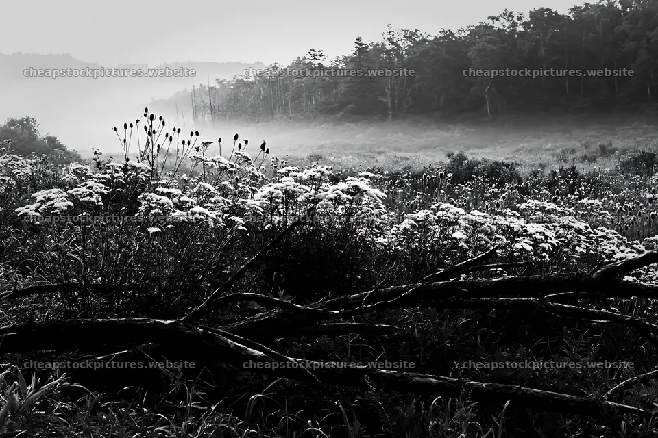 Yamagata rewilded meadow fallen branch in foreground – stock pictures 9722x6480