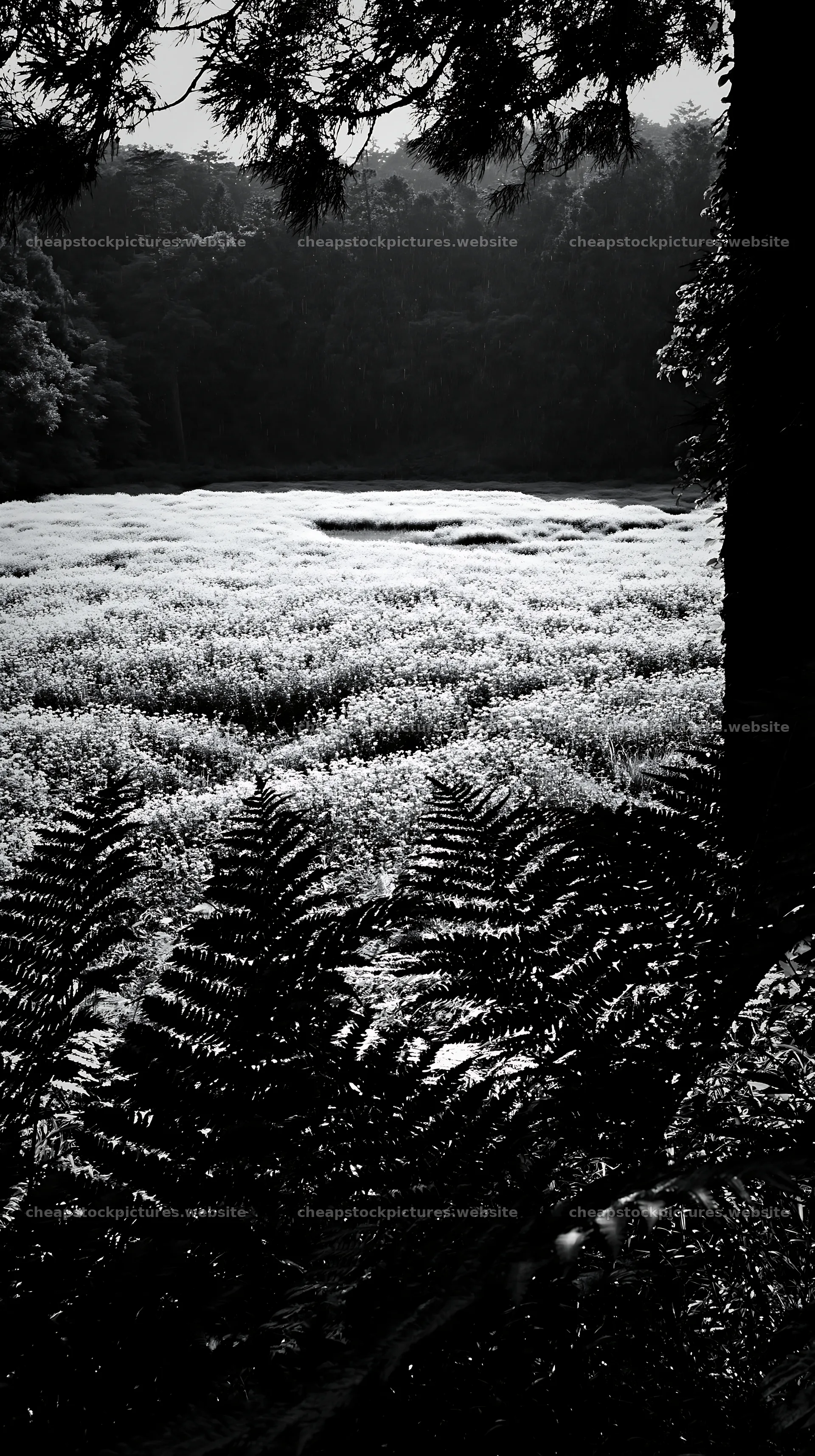 Nara summer meadow with fern foreground in morning light – stock pictures 5938x10608