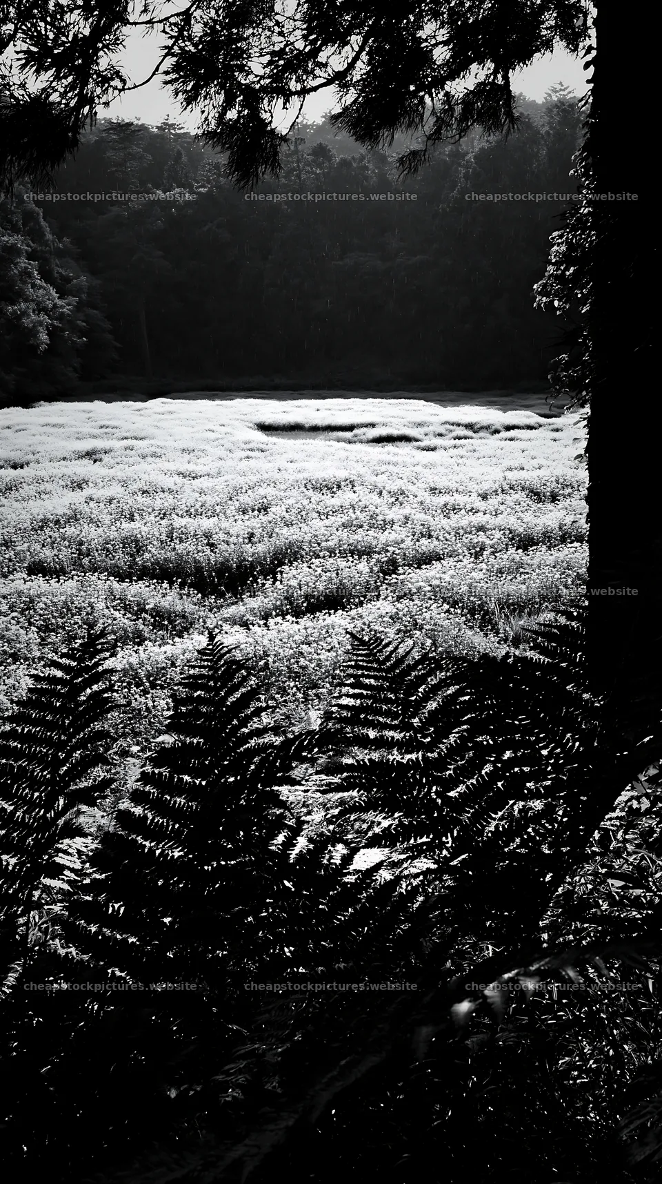 Nara summer meadow with fern foreground in morning light – stock pictures 5938x10608