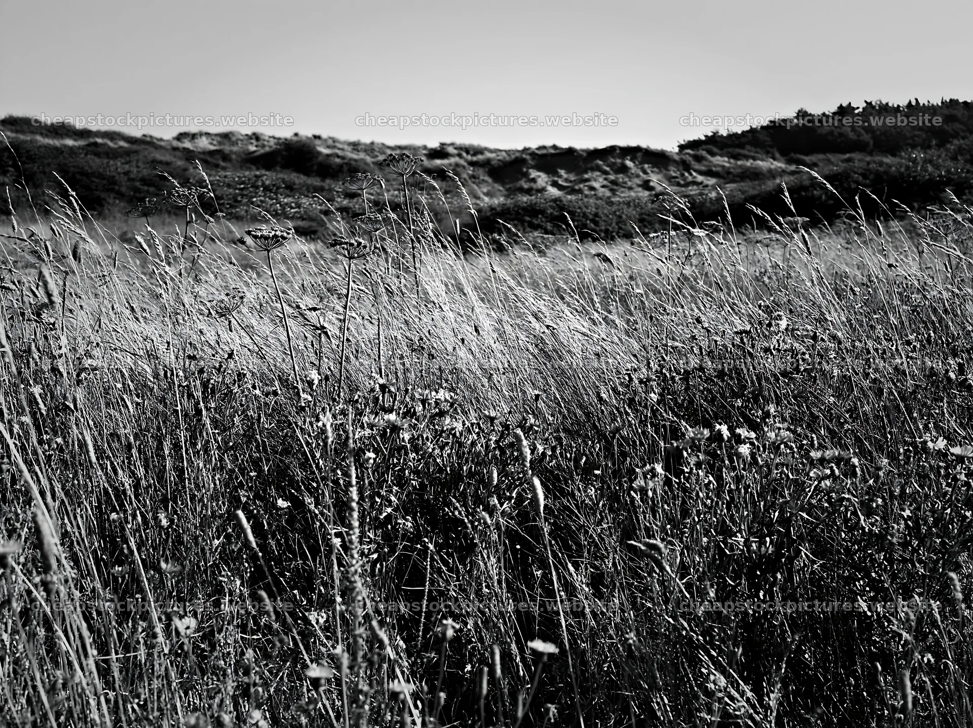 Climate-resilient meadow with wildflowers and tall grass – stock pictures 9174x6866