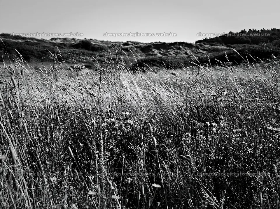 Climate-resilient meadow with wildflowers and tall grass – stock pictures 9174x6866