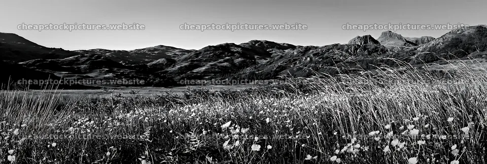 Meadow below crags with wildflowers in black and white – stock pictures 13690x4602