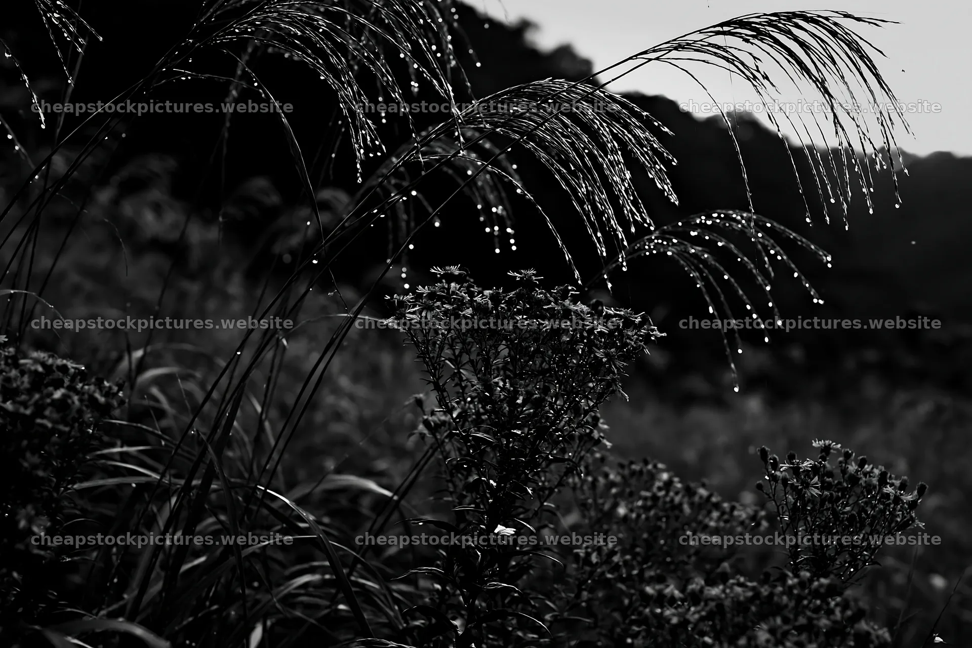 Fukui native grass meadow rain droplets shine in the sunlight – stock pictures 9722x6480
