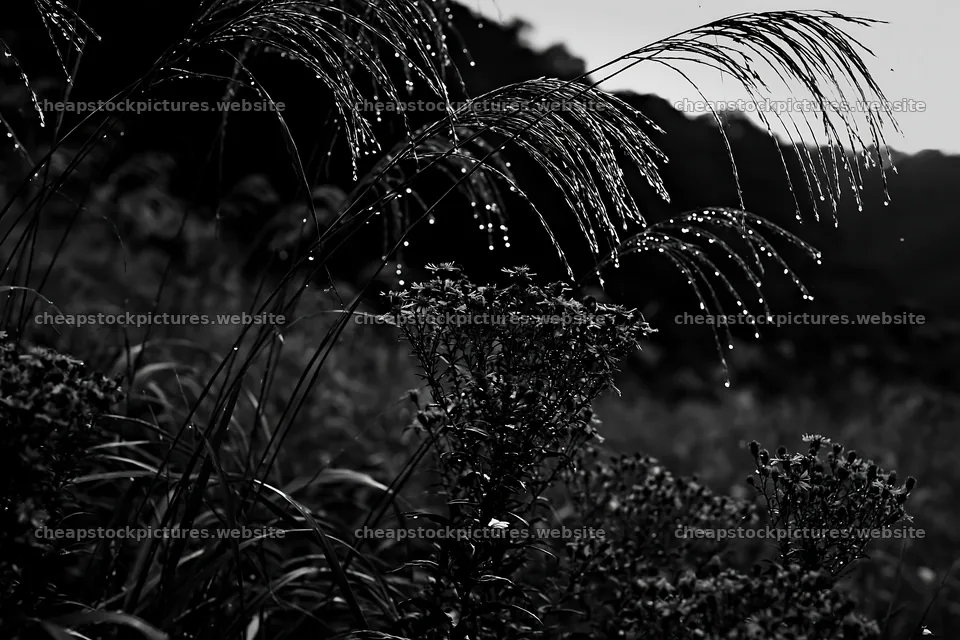 Fukui native grass meadow rain droplets shine in the sunlight – stock pictures 9722x6480