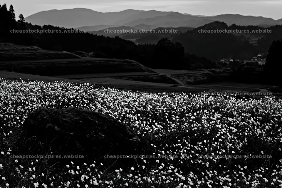 Miyagi spring recovery meadow mossy stone in a mountain area – stock pictures 9722x6480