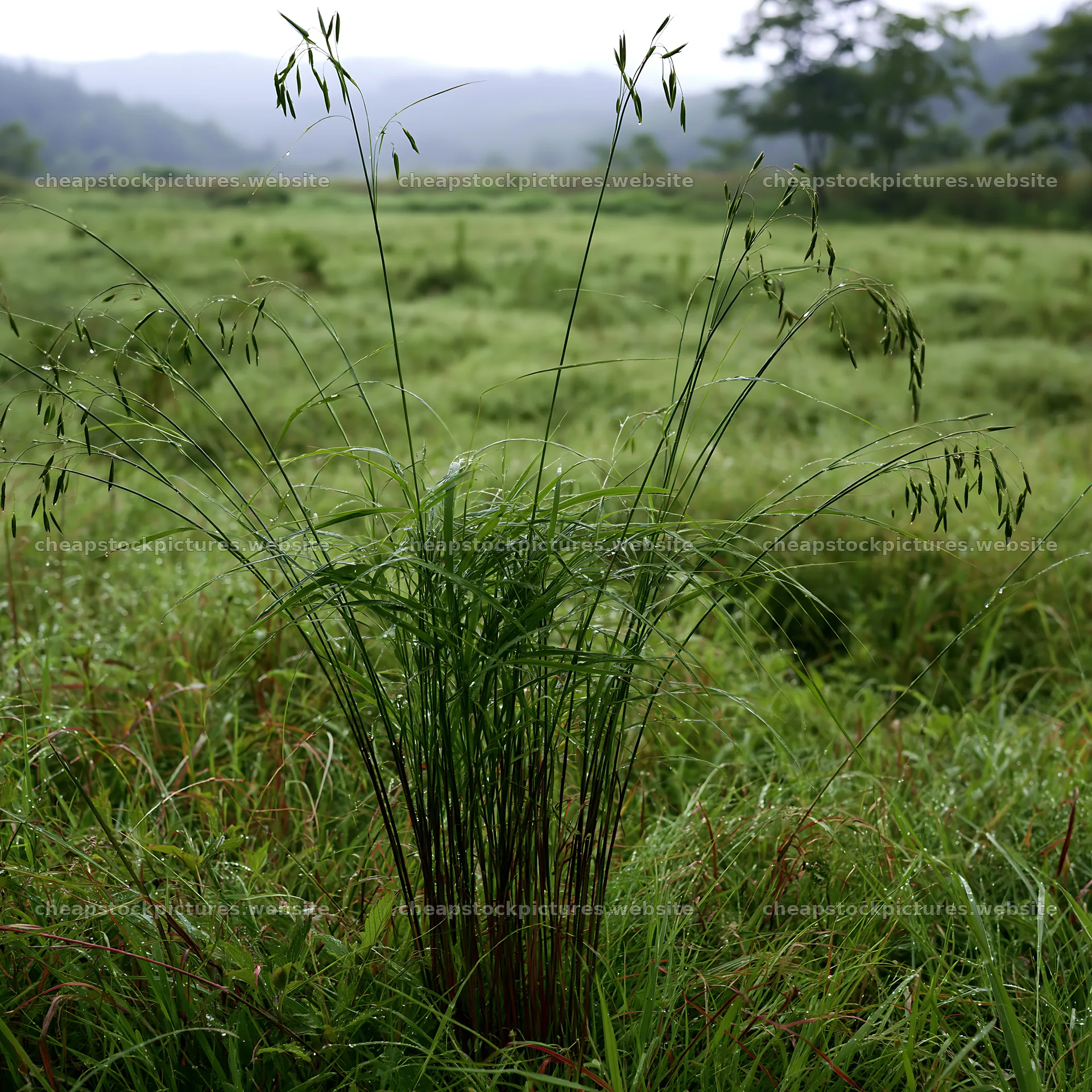 Iwate meadow with rain-soaked seedheads in foreground – stock pictures 7938x7938