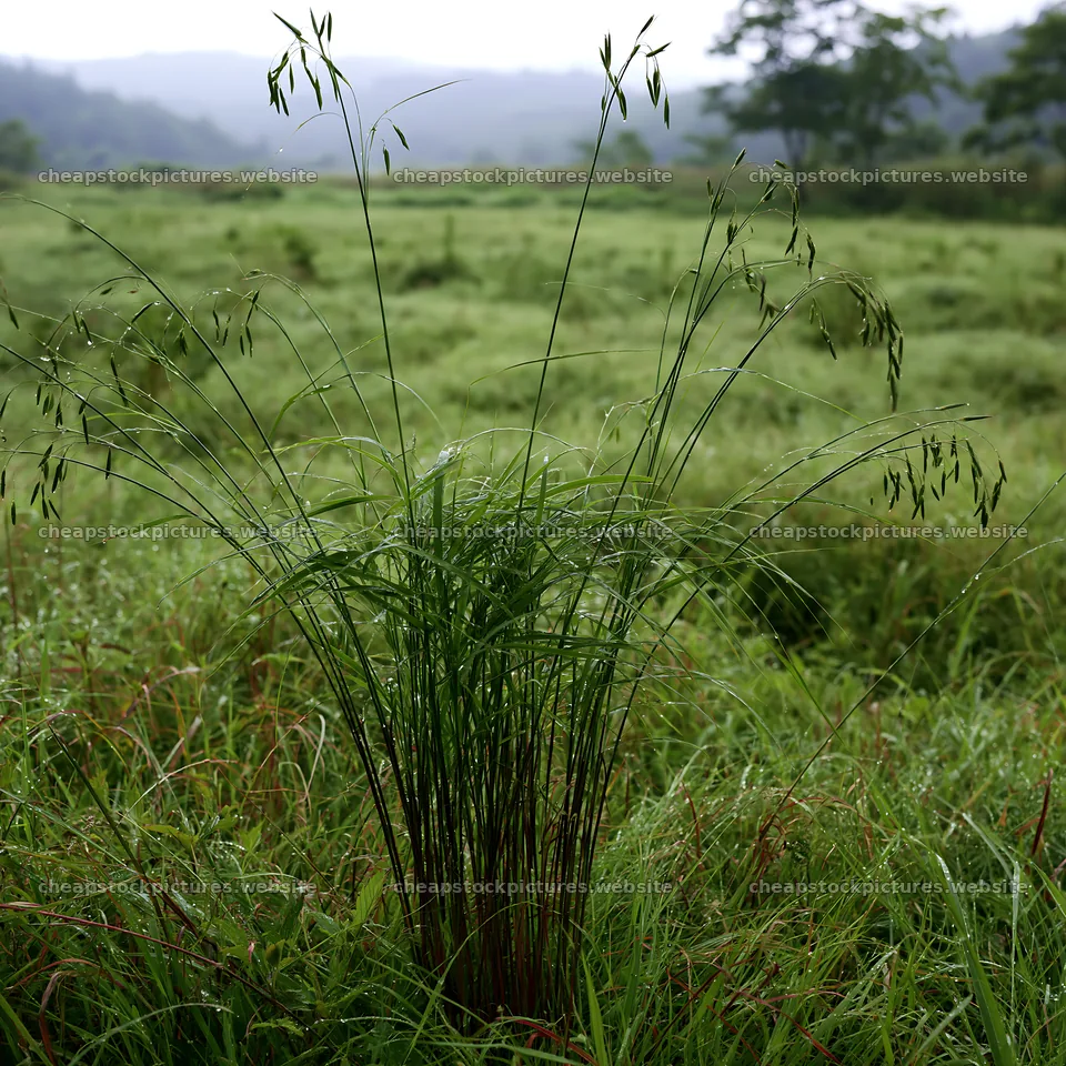 Iwate meadow with rain-soaked seedheads in foreground – stock pictures 7938x7938