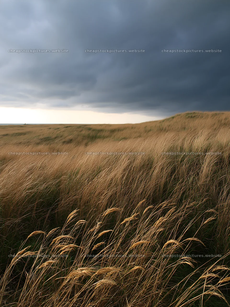 Tottori windy meadow with dune grasses under a cloudy sky – stock pictures 6866x9174