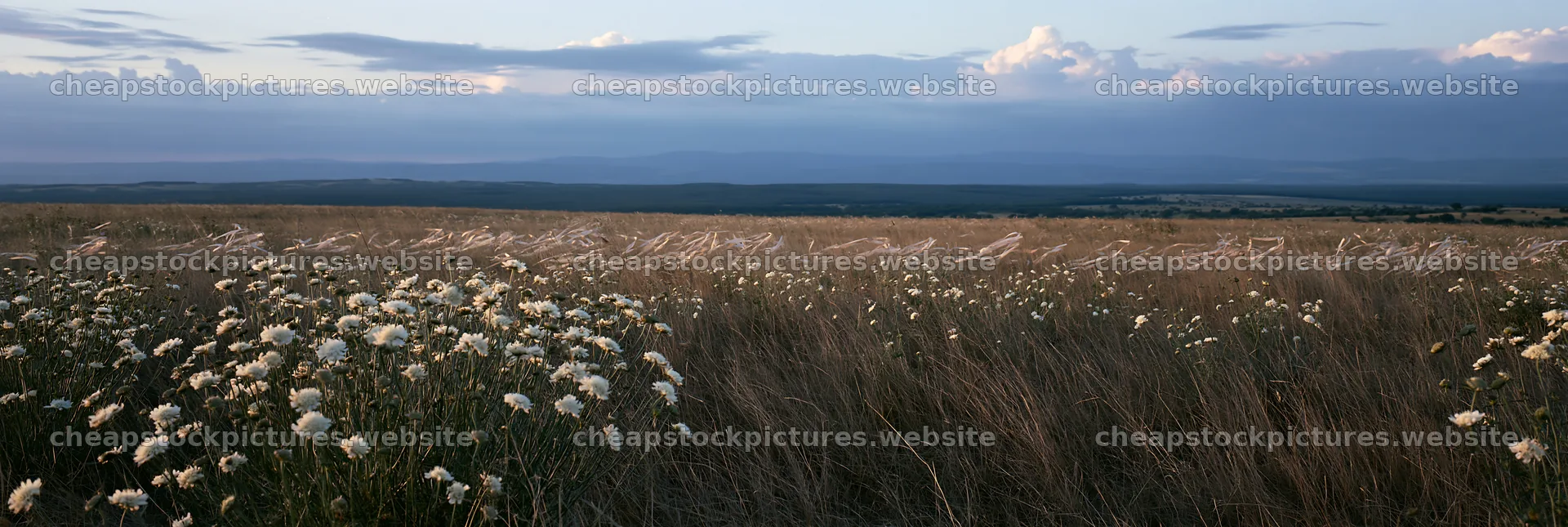 Cloudy dry flower meadow under overcast sky – stock pictures 13690x4602