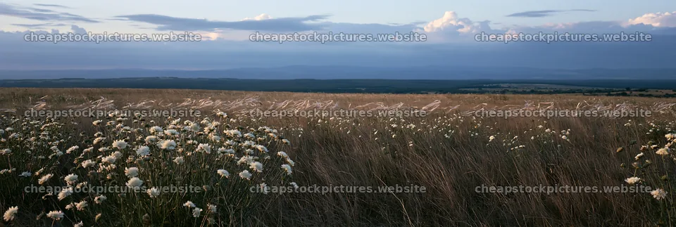 Cloudy dry flower meadow under overcast sky – stock pictures 13690x4602
