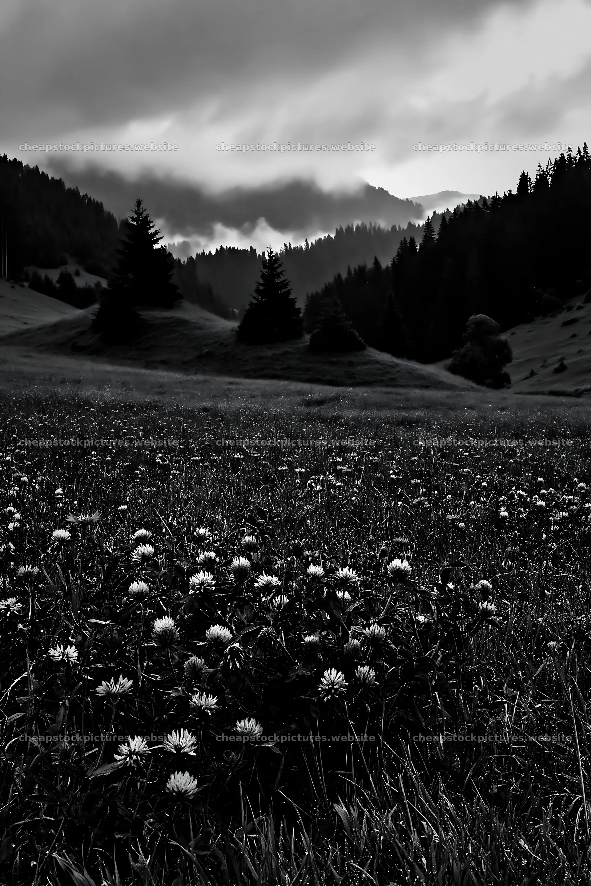 Clover cornflower meadow under cloudy sky – stock pictures 6480x9722