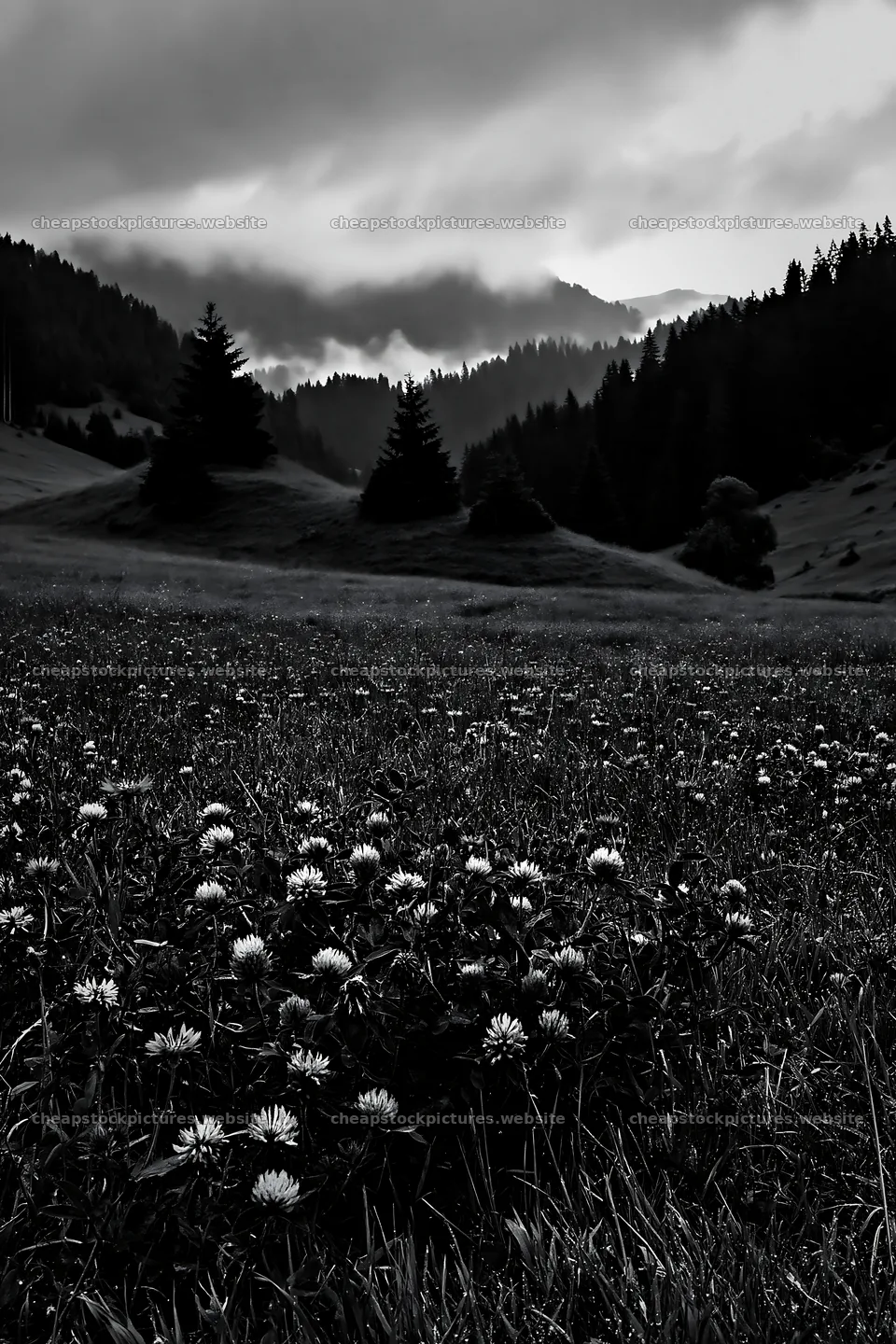 Clover cornflower meadow under cloudy sky – stock pictures 6480x9722