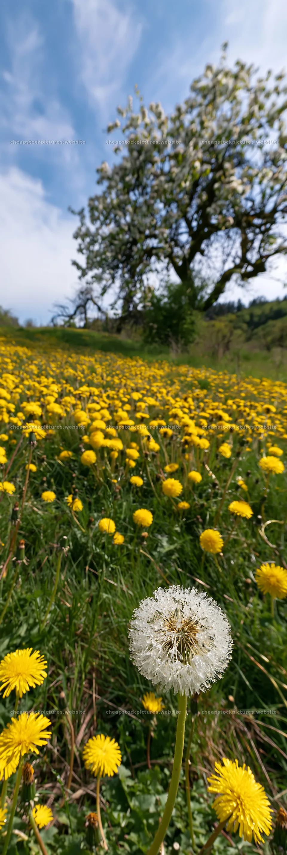 Dandelion meadow with blooming flowers under blue sky – stock pictures 4602x13690