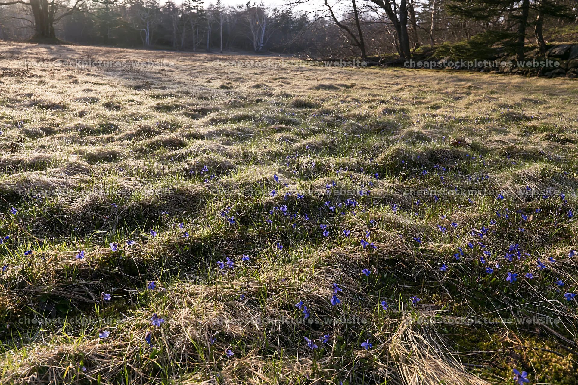 Expansive Hokkaido restoration meadow with dewdrops – stock pictures 9722x6480