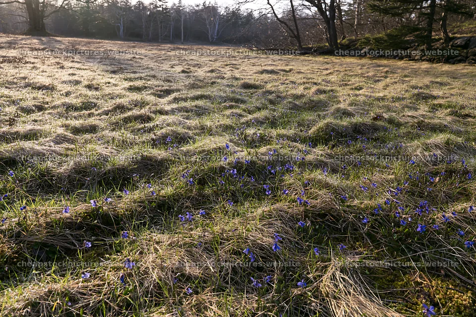 Expansive Hokkaido restoration meadow with dewdrops – stock pictures 9722x6480