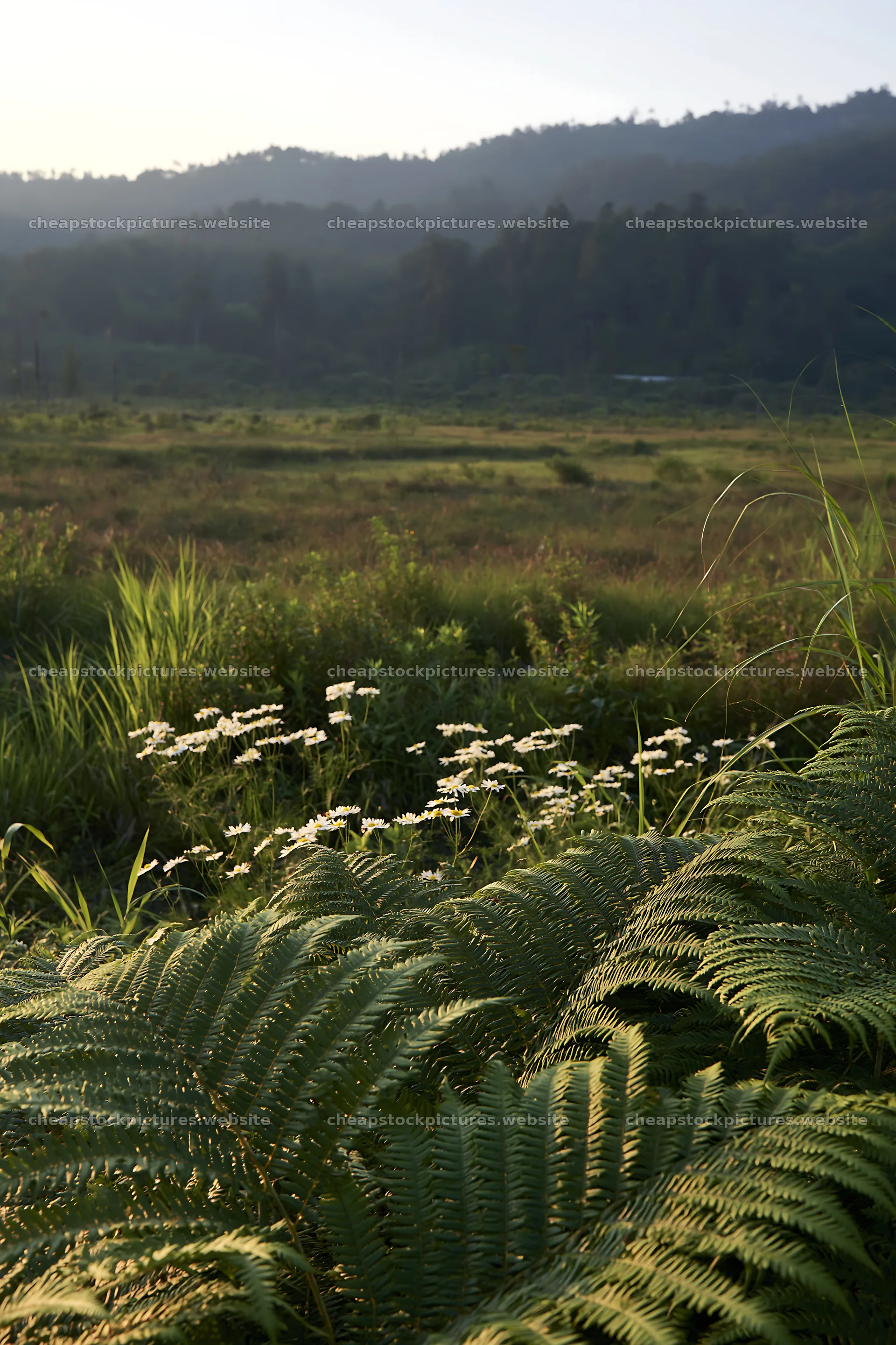 Nara summer meadow with fern foreground and distant hills – stock pictures 6480x9722