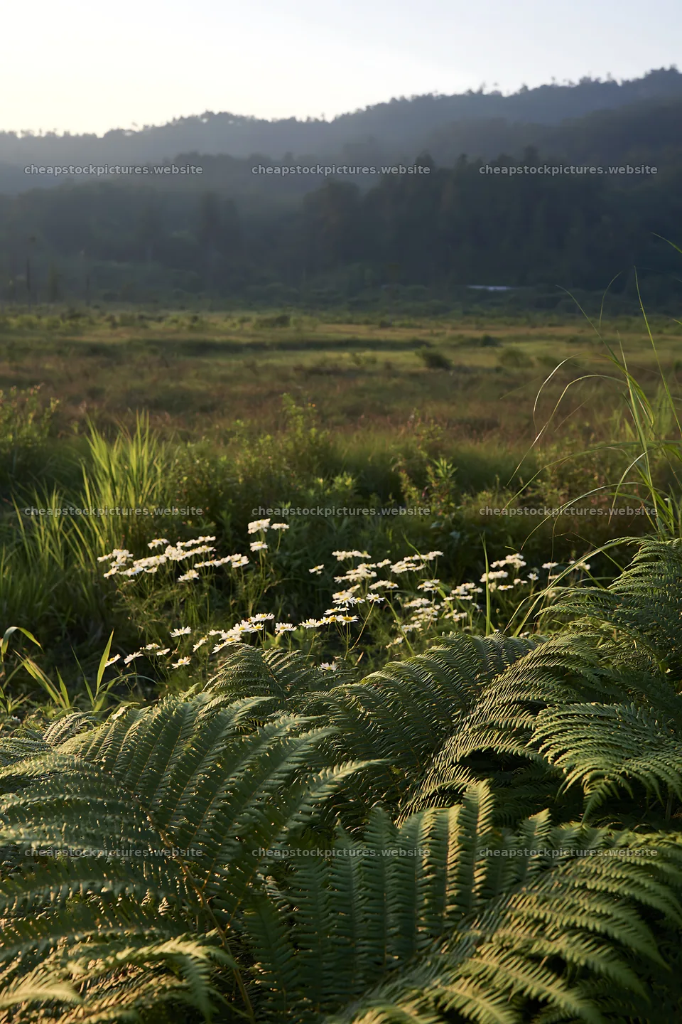 Nara summer meadow with fern foreground and distant hills – stock pictures 6480x9722