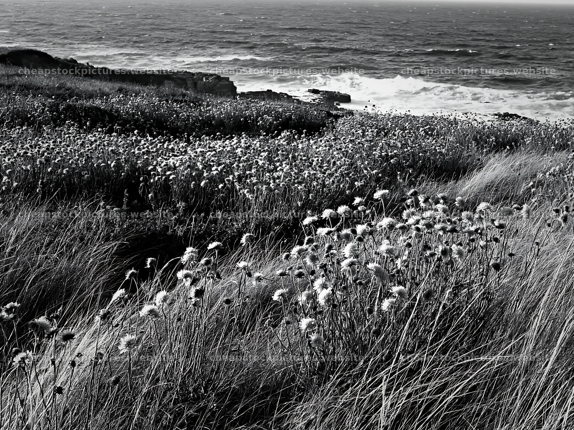 Coastal cliff meadow with wildflowers and ocean waves – stock pictures 9174x6866
