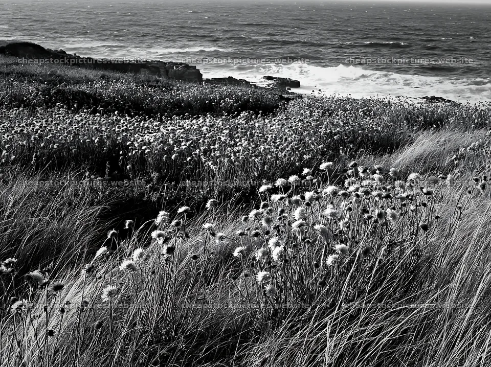 Coastal cliff meadow with wildflowers and ocean waves – stock pictures 9174x6866