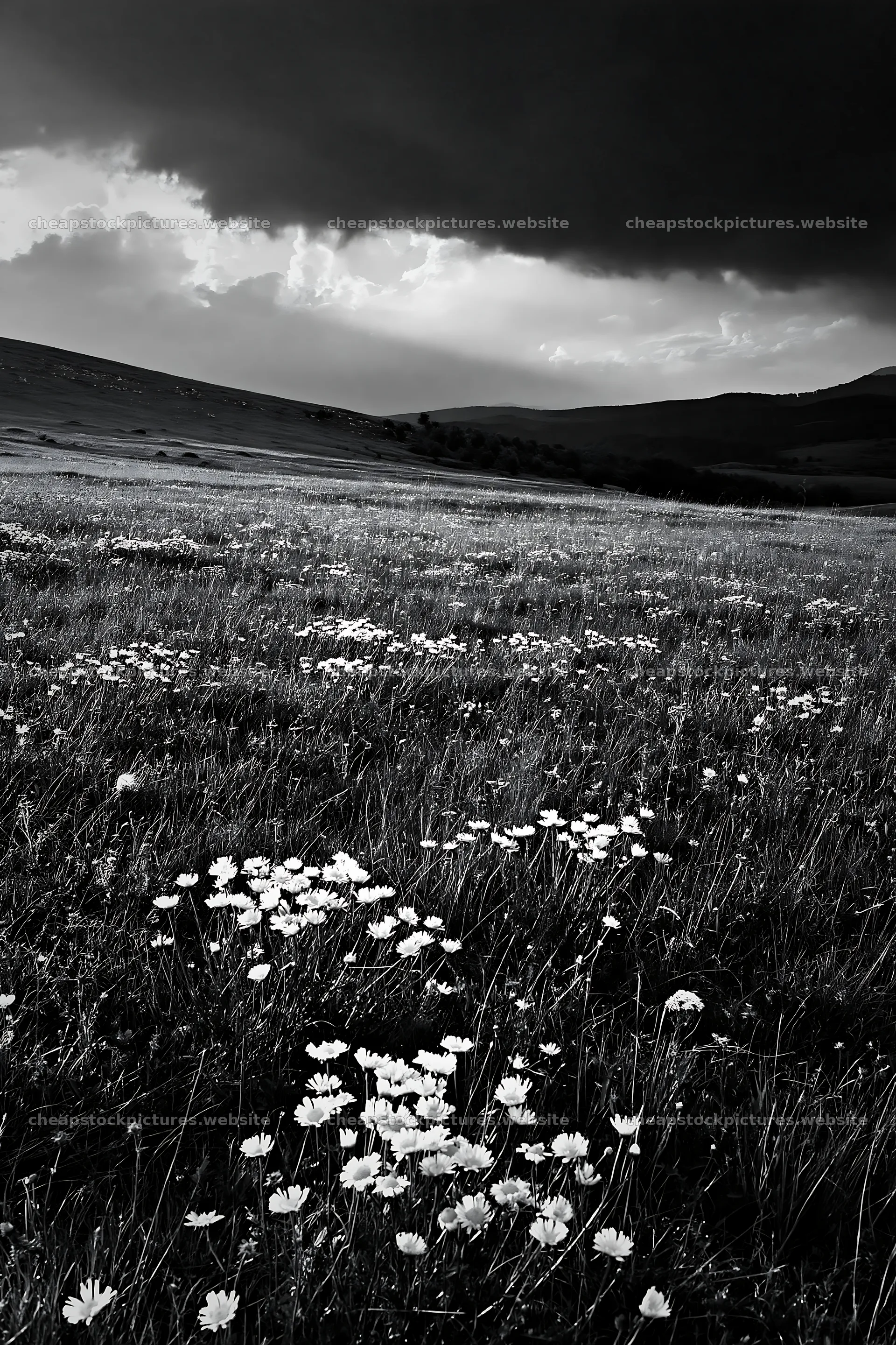 Transylvania summer hay meadow with flowers under dark clouds – stock pictures 6480x9722