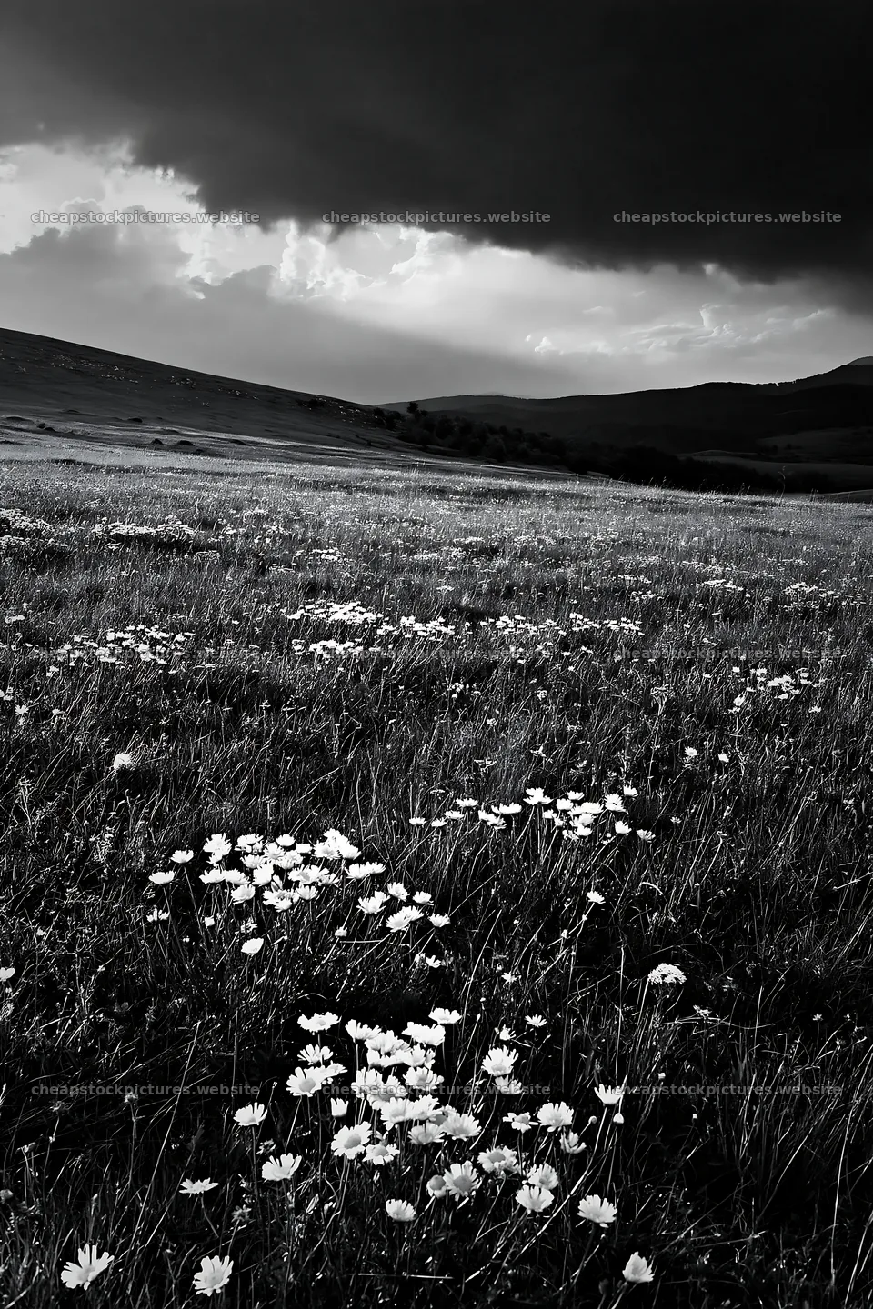 Transylvania summer hay meadow with flowers under dark clouds – stock pictures 6480x9722