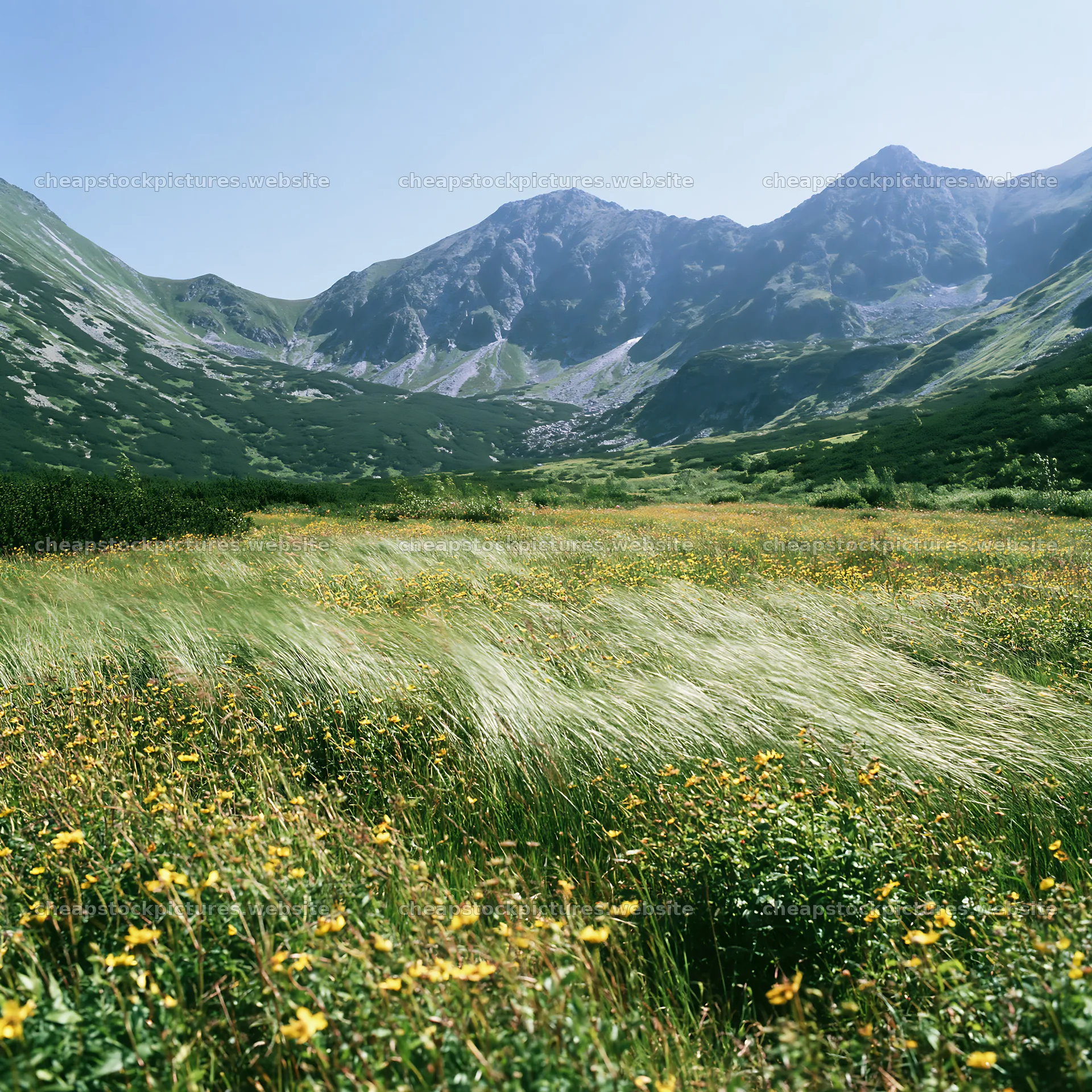 Mountain pass meadow with flowers and mountains in the background – stock pictures 7938x7938