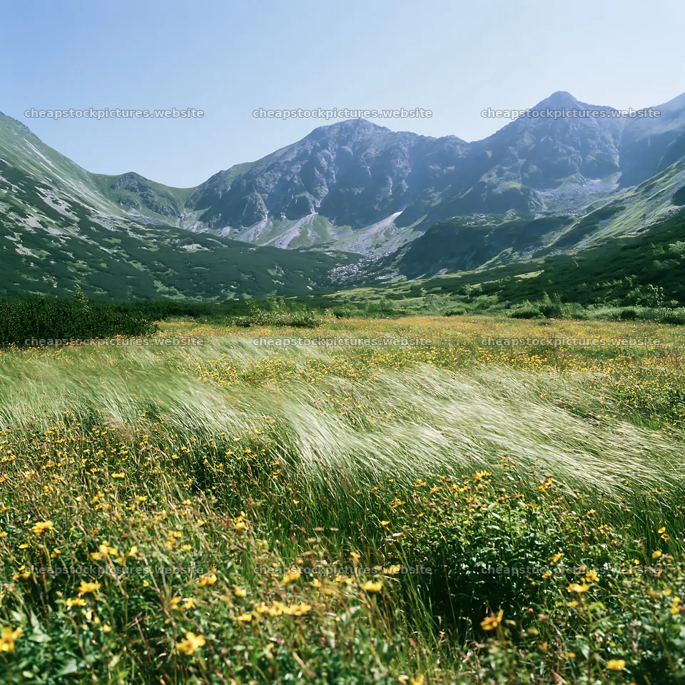 Mountain pass meadow with flowers and mountains in the background – stock pictures 7938x7938
