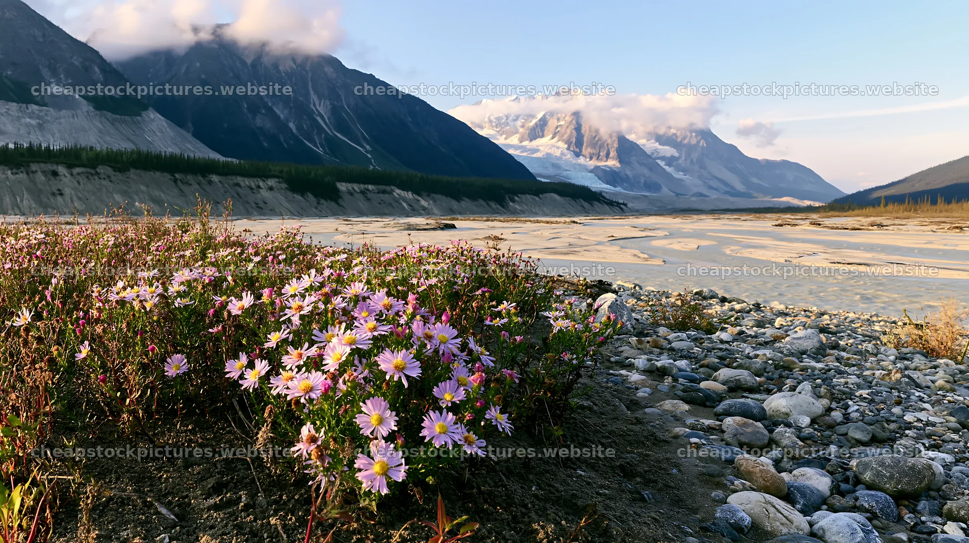 Colorful aster meadow near river and mountains at sunset – stock pictures 10608x5938