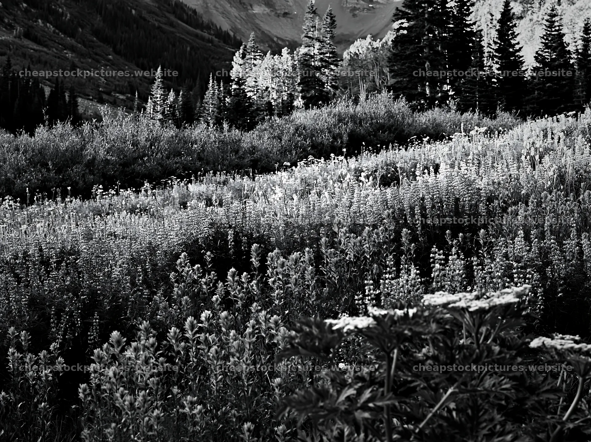 Paintbrush lupine meadow in black and white landscape – stock pictures 9174x6866
