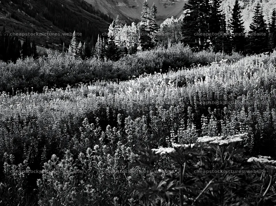 Paintbrush lupine meadow in black and white landscape – stock pictures 9174x6866