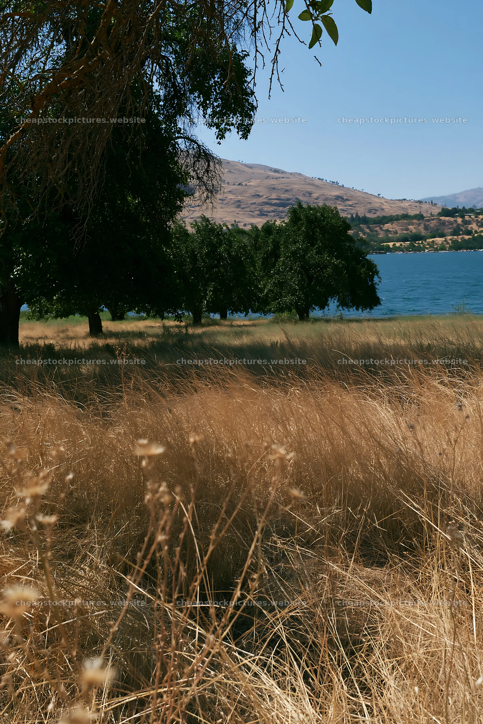 Lakeshore apple meadow with trees and dry grass – stock pictures 6480x9722
