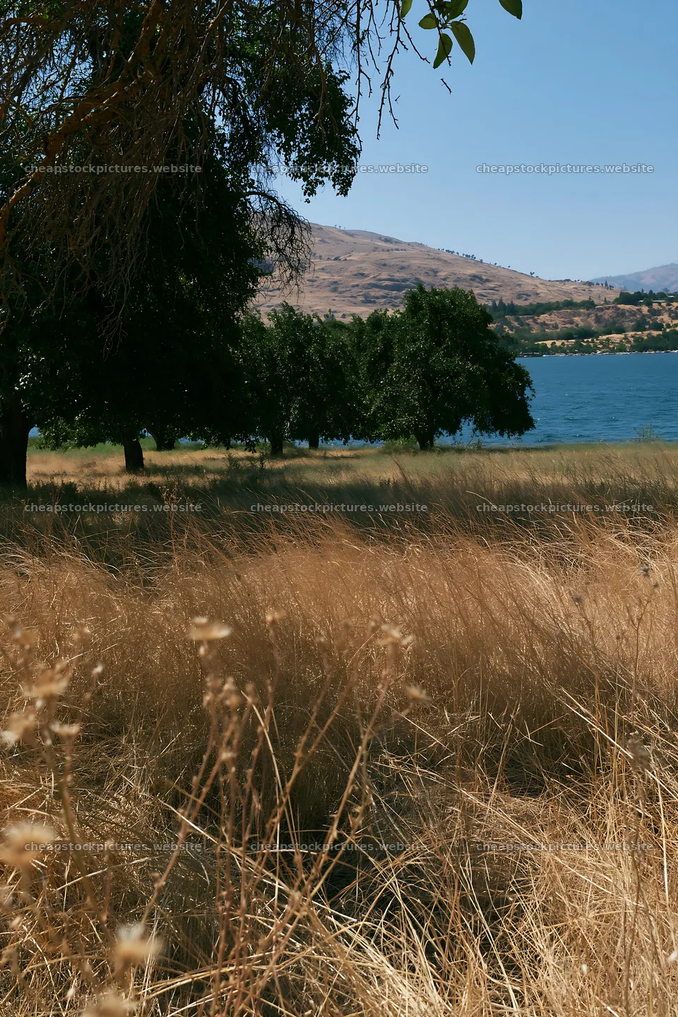 Lakeshore apple meadow with trees and dry grass – stock pictures 6480x9722