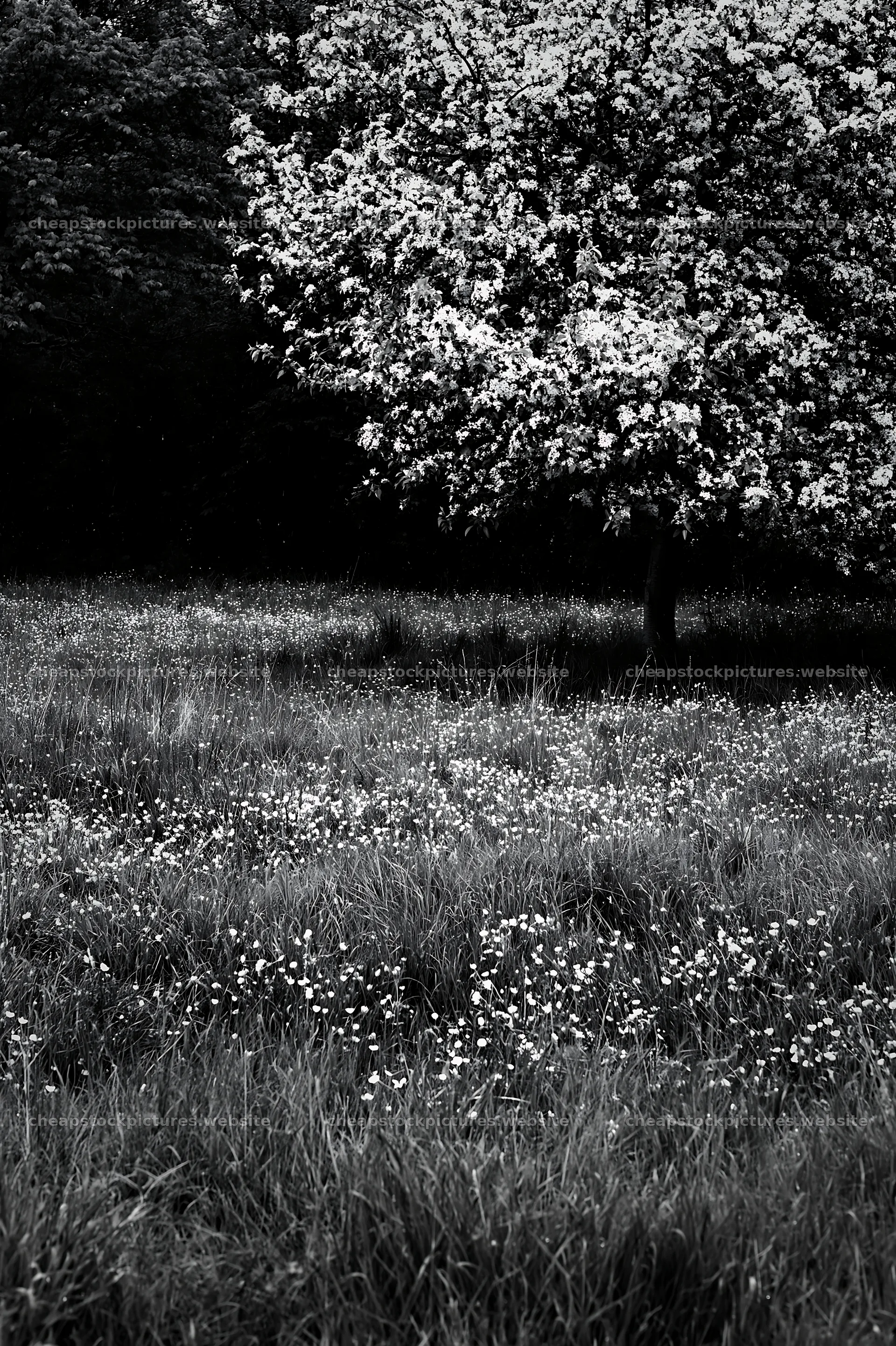 Spring orchard meadow with flowers and a tree – stock pictures 6480x9722
