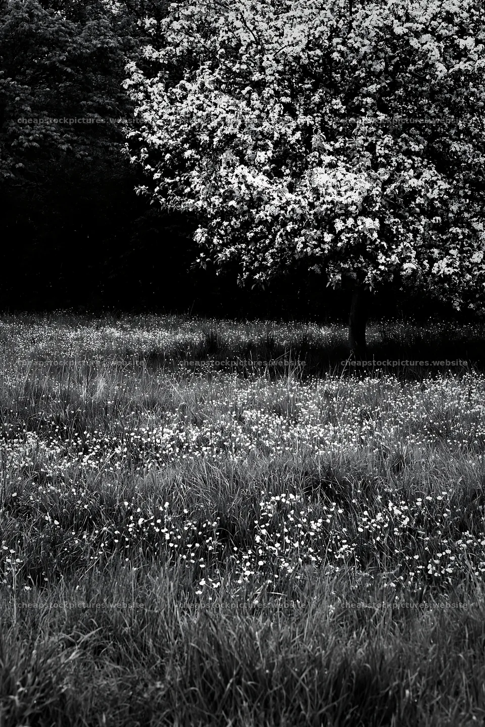 Spring orchard meadow with flowers and a tree – stock pictures 6480x9722